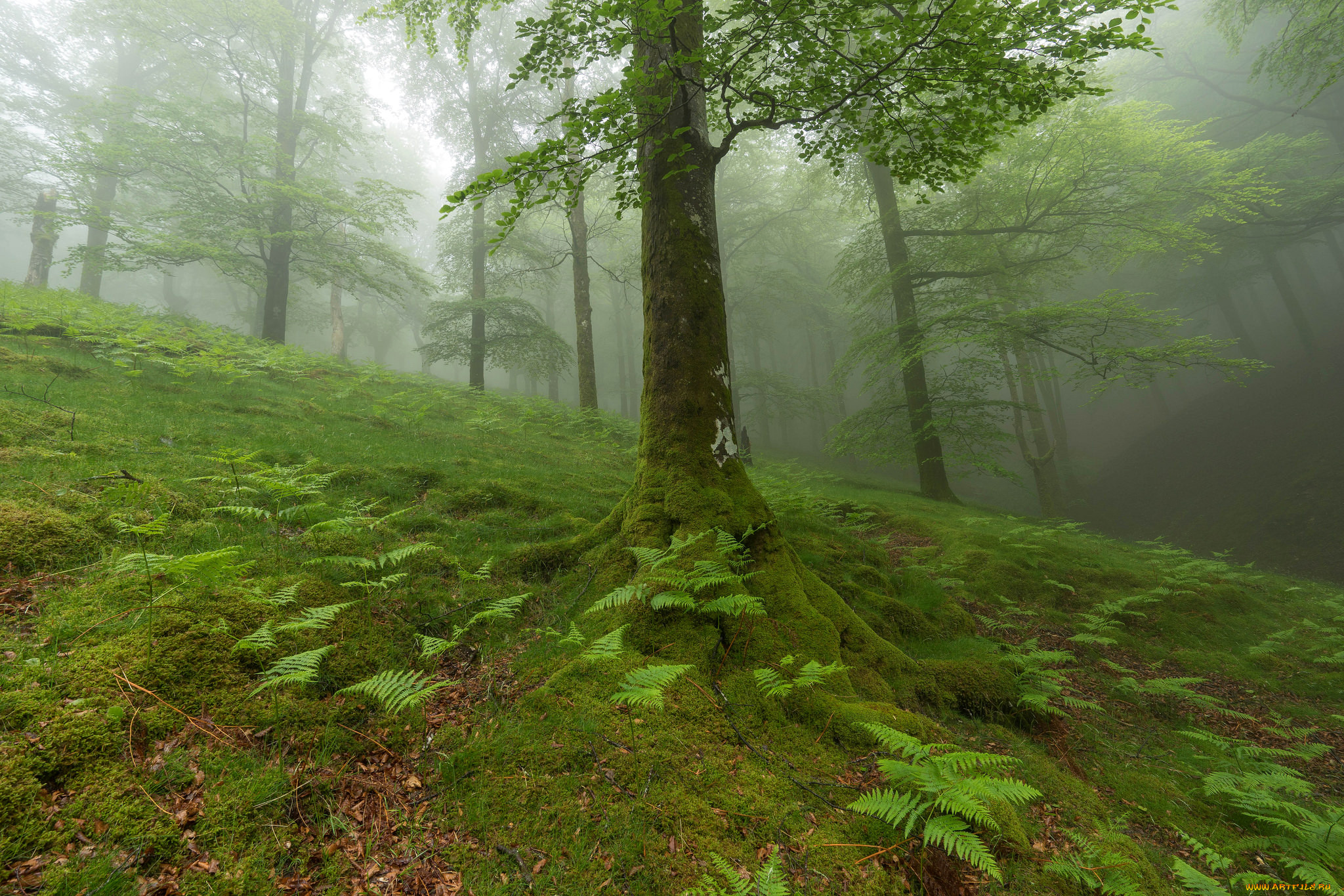 природа, лес, туман 